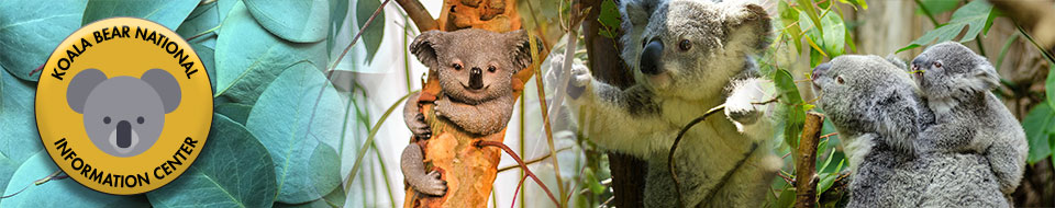 Koala Bear National Information Center logo and background banner
