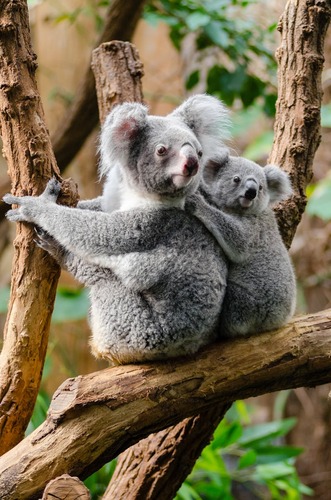 koala mom