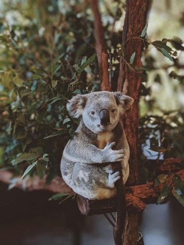 koala in tree