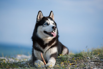 husky lounging