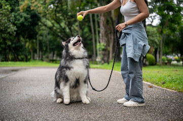 husky training